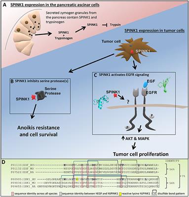 Bad Tumors Made Worse: SPINK1